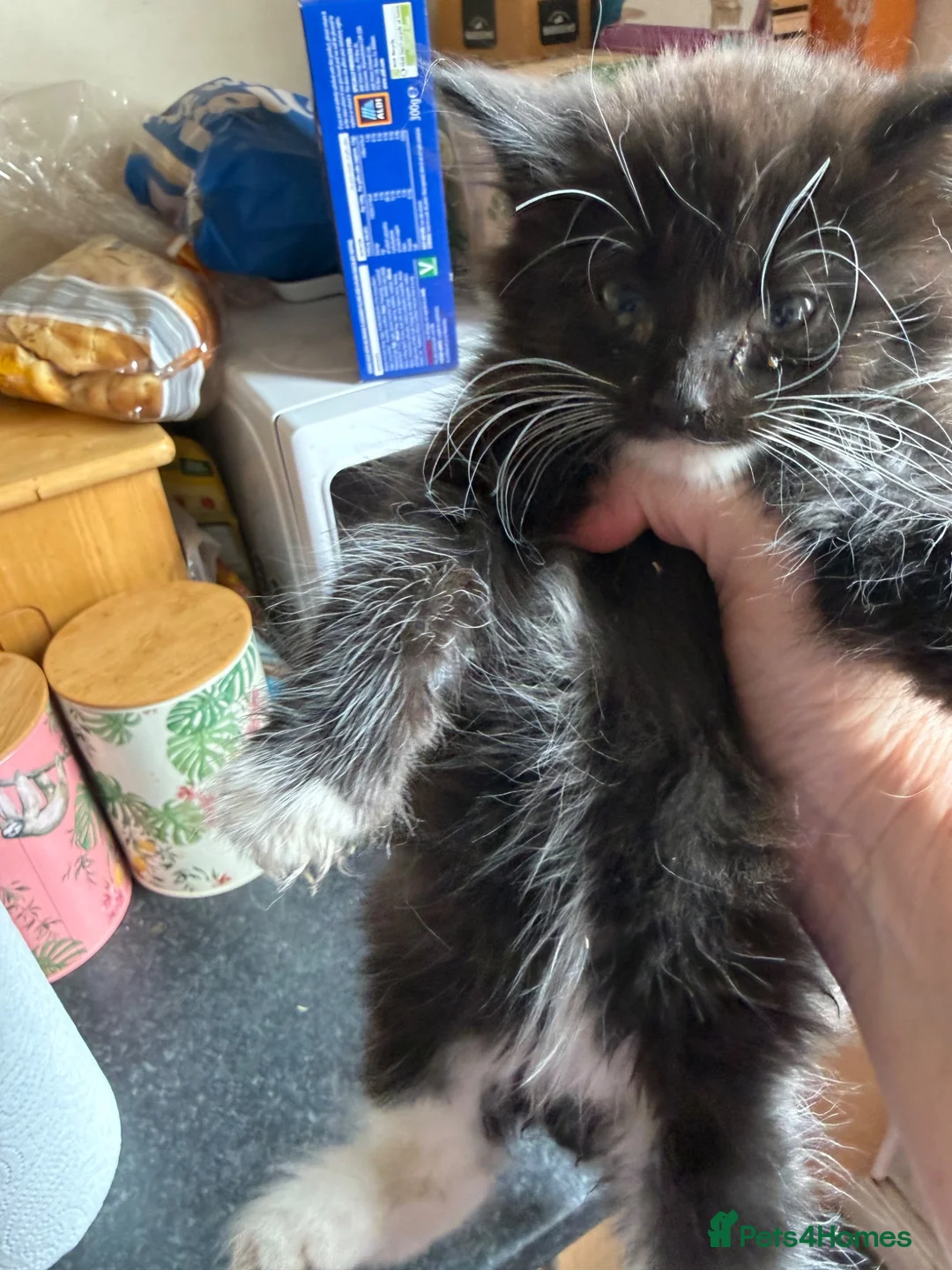 Mixed Breed cats for sale: Gorgeous kittens for sale  - Advert 6