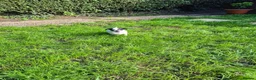 Mixed Breed dogs for sale: Chihuahua  - Advert 3