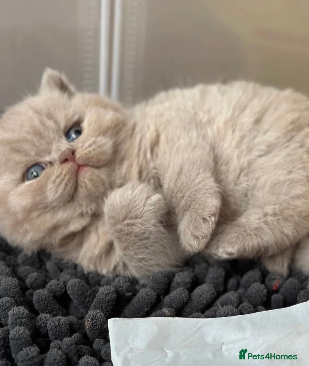 British Shorthair cats for sale: Adorable lilac British shorthair kittens - Advert 1