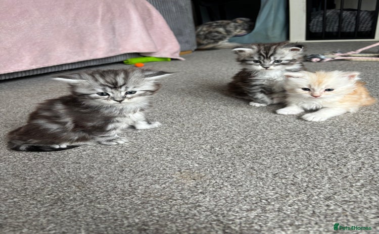Maine Coon cats - Advert 1