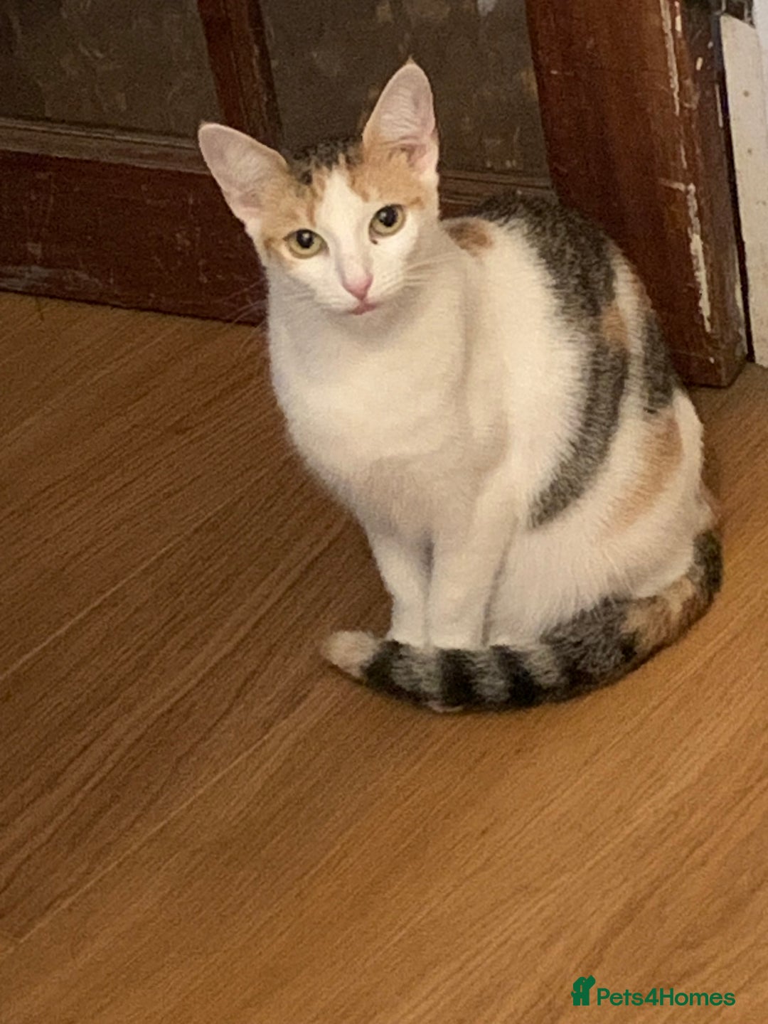 Mixed Breed cats for sale: 5 kittens for sale- ready now!! - Advert 2