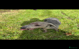 Bedlington Terrier dogs for stud: Bedlington terrier for std in Barnsley - Image 15