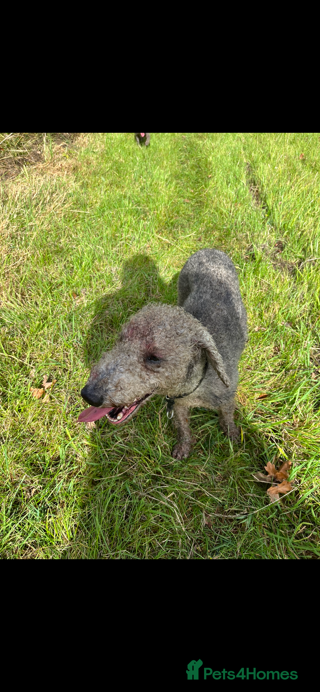 Bedlington Terrier dogs for stud: Bedlington terrier for std in Barnsley - Image 15