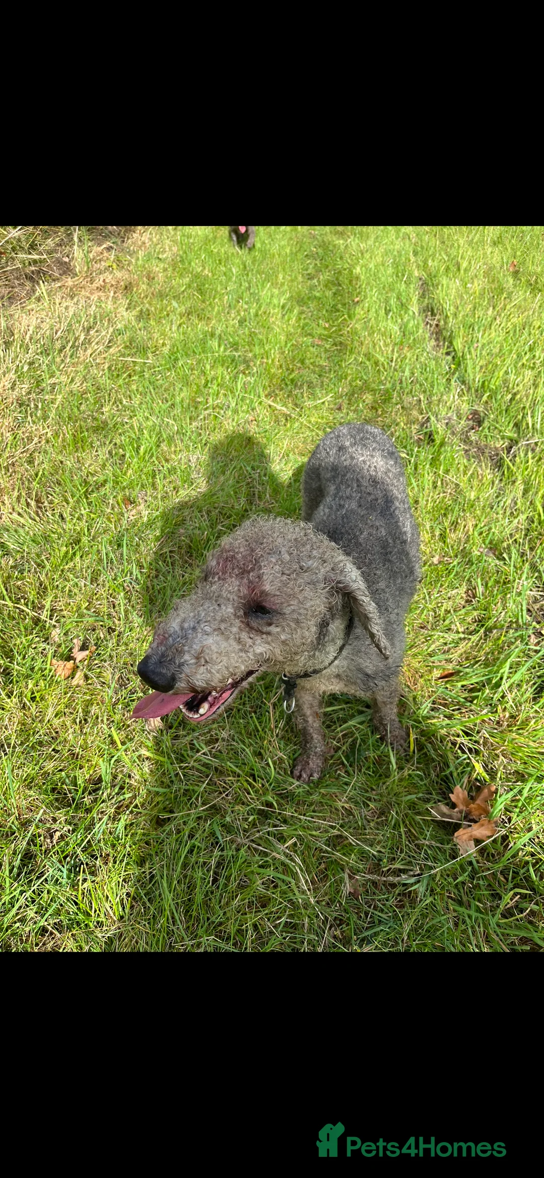 Bedlington Terrier dogs for stud: Bedlington terrier for std in Barnsley - Advert 15