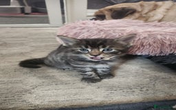 Turkish Angora cats for sale: Turkish angora cross Bengal  - Image 32