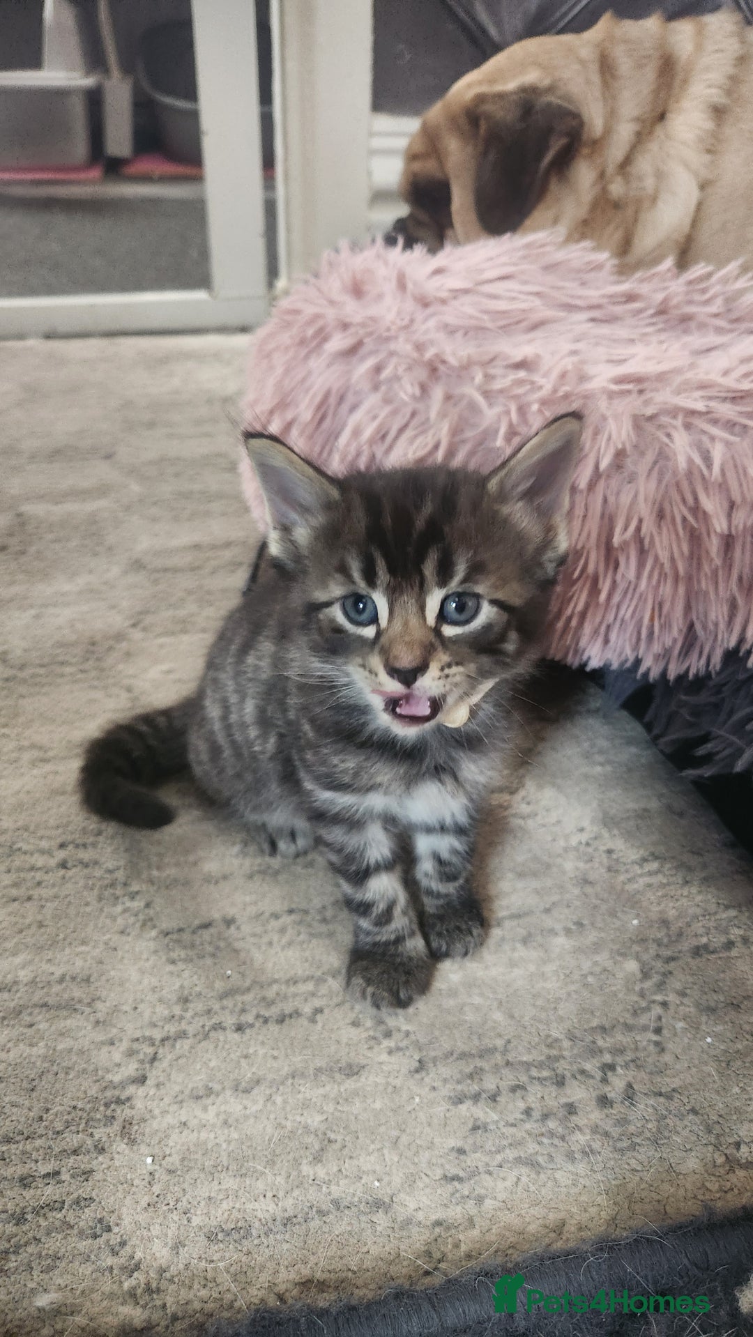 Turkish Angora cats for sale: Turkish angora cross Bengal  - Image 32