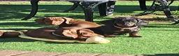 Dachshund dogs for sale: Beautiful Mini Dachshund Puppies - Advert 20