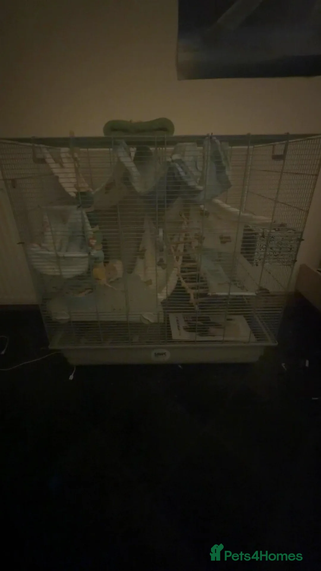 Rat rodents for sale: Very cute rats and cage in Nairn - Advert 15