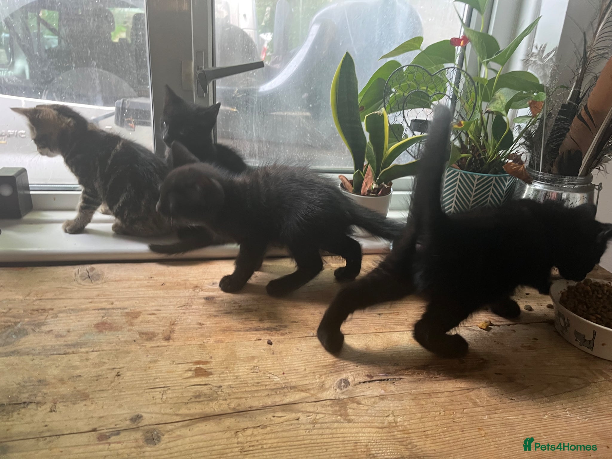 Mixed Breed cats 4 x boys - Advert 8