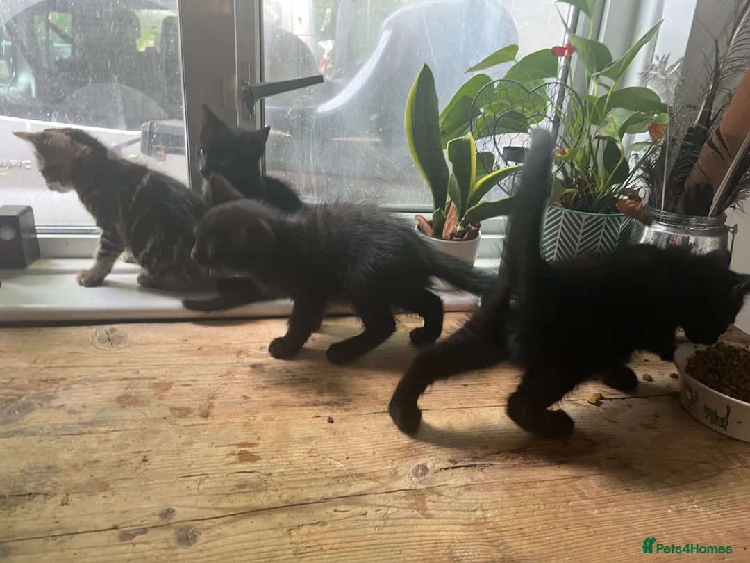 Mixed Breed cats for sale: 4 x boys in Penryn - Advert 1