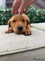 Labrador Retriever dogs - Advert 5