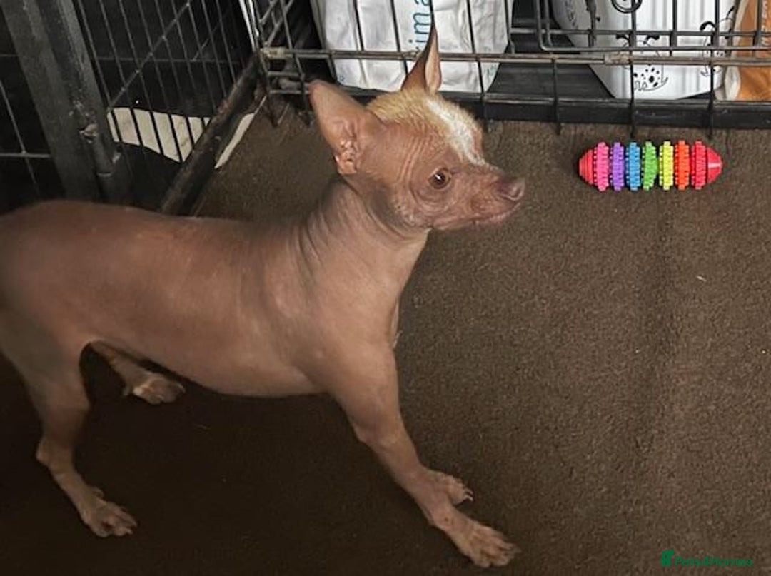 Chinese Crested dogs for sale: Kind home for Mini Chinese Crested Boy - Advert 5