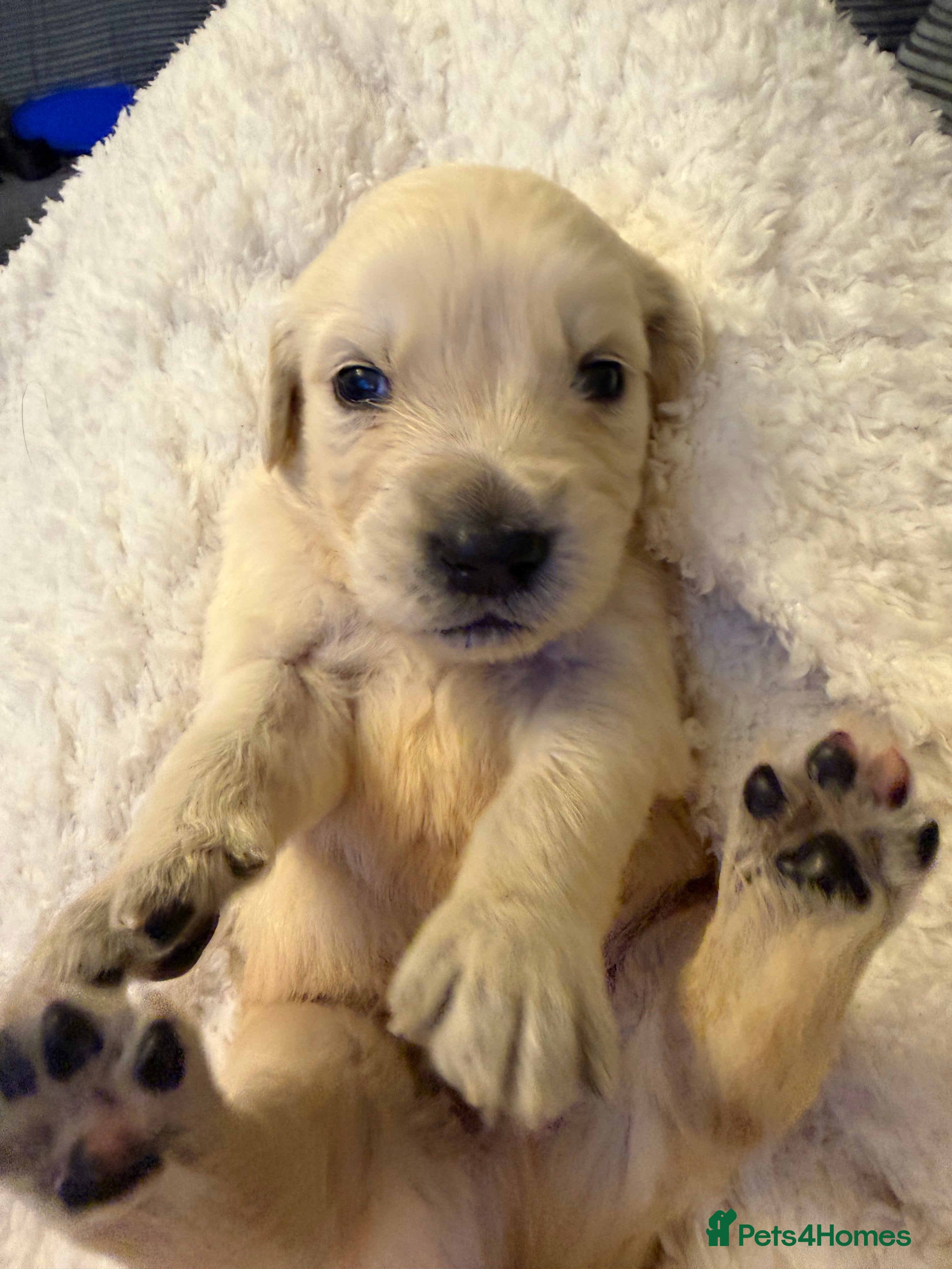 Golden Retriever dogs for sale: LAST BEAUTIFUL BOY  - Advert 2