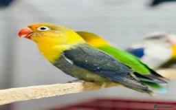 Lovebirds birds for sale: Fisher love birds  - Advert 9