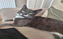 Mixed Breed cats for sale: 2 female mixed cats  - Image 6
