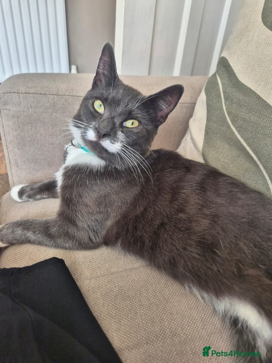 Mixed Breed cats for sale: 2 female mixed cats  - Image 6