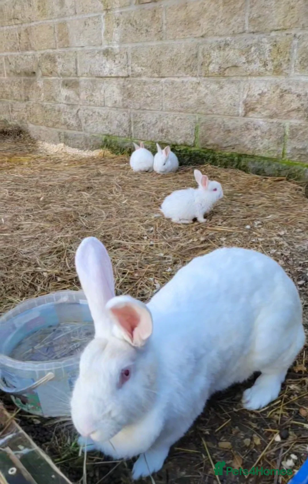 New Zealand rabbits for sale: New Zealand White Rabbits in Bradford - Advert 2