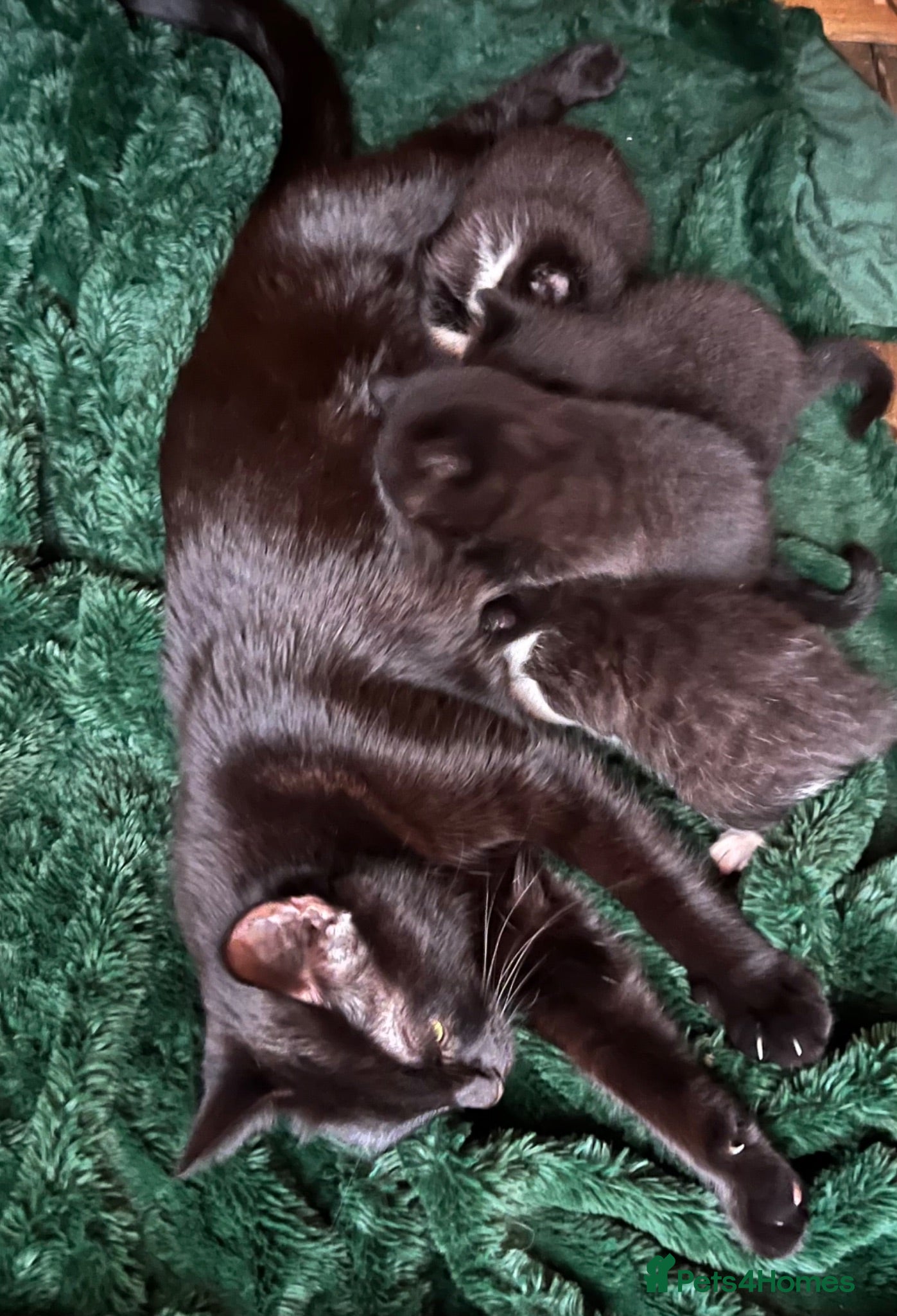 Mixed Breed cats Extremely cute kittens for sale  - Advert 3