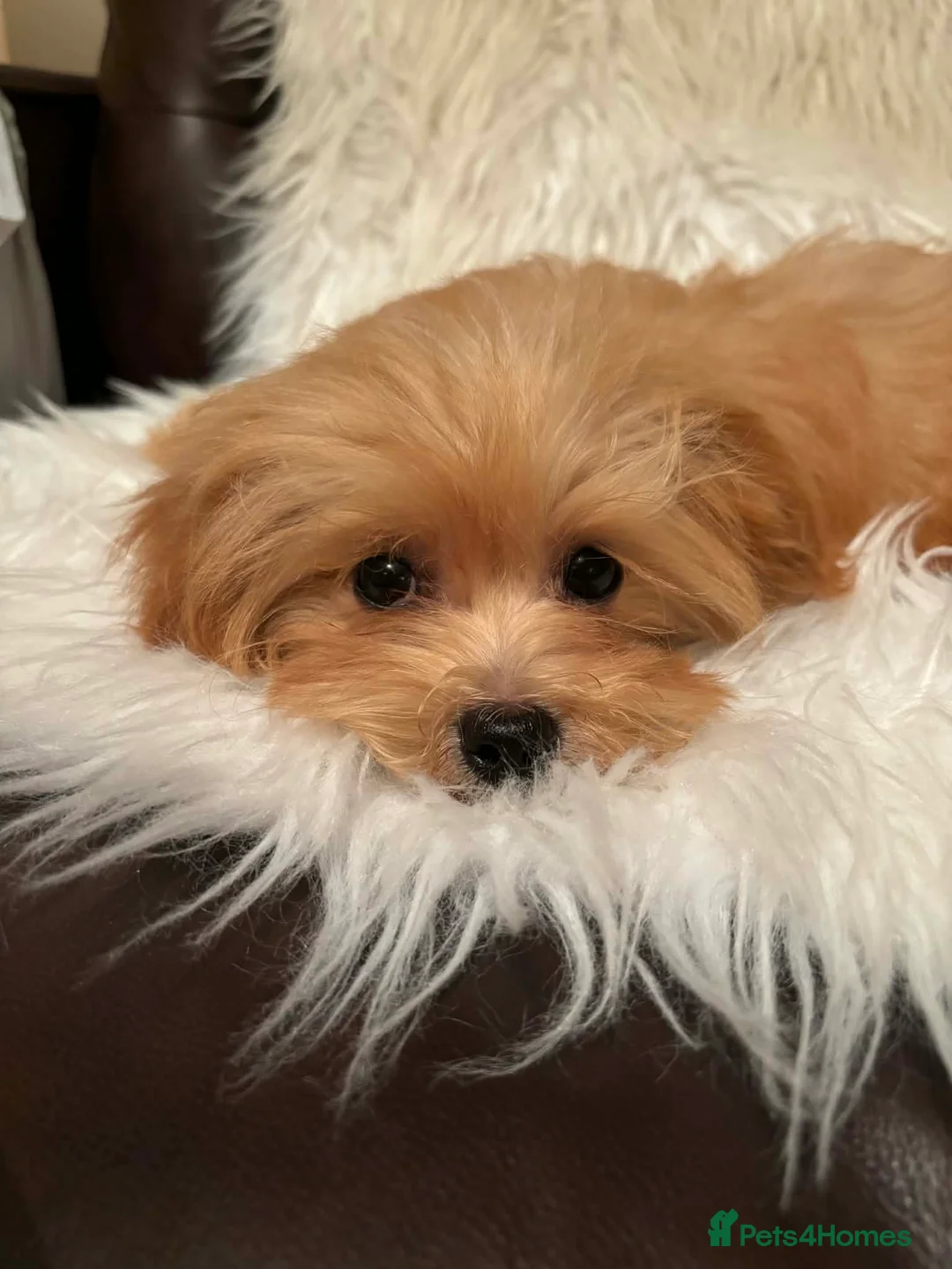 Maltipoo dogs for sale: Maltipoo red golden apricot small puppies ready - Advert 2