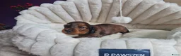 Miniature Dachshund dogs for sale: Beautiful long haired Miniature Dachshund puppies in Croydon - Advert 3