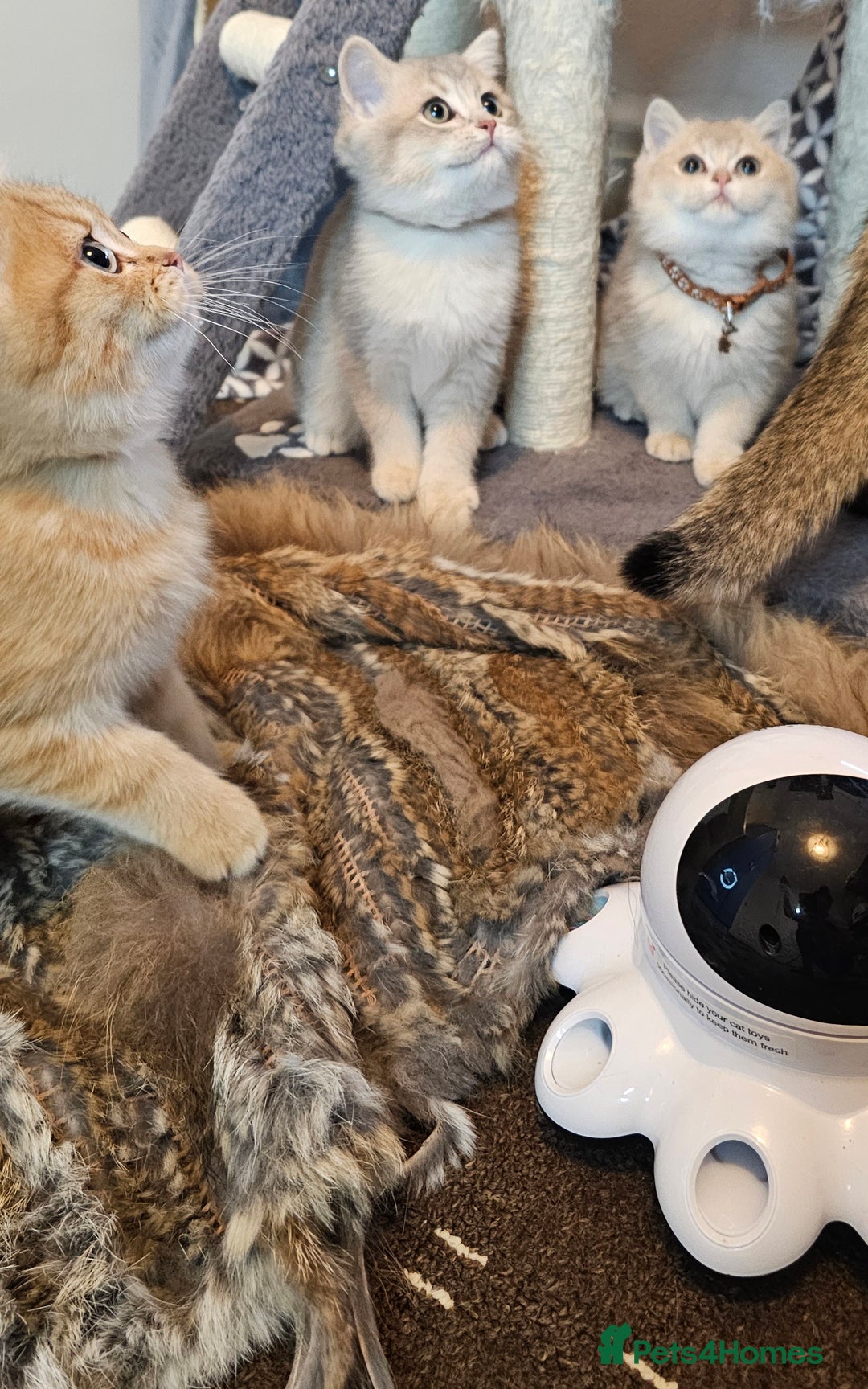 British Shorthair cats for sale: BSH GOLDEN KITTENS - Advert 10