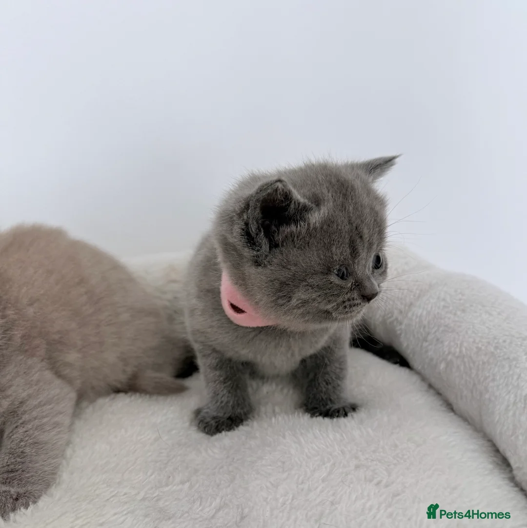 British Shorthair cats for sale: outstanding British shorthair kittens - Advert 2