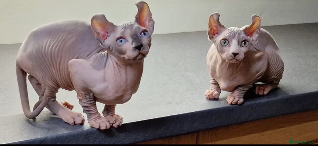Sphynx cats for sale: Amazing Sphynx & Elf Kittens  - Advert 19