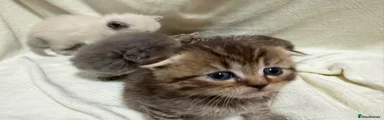 Scottish Fold 1