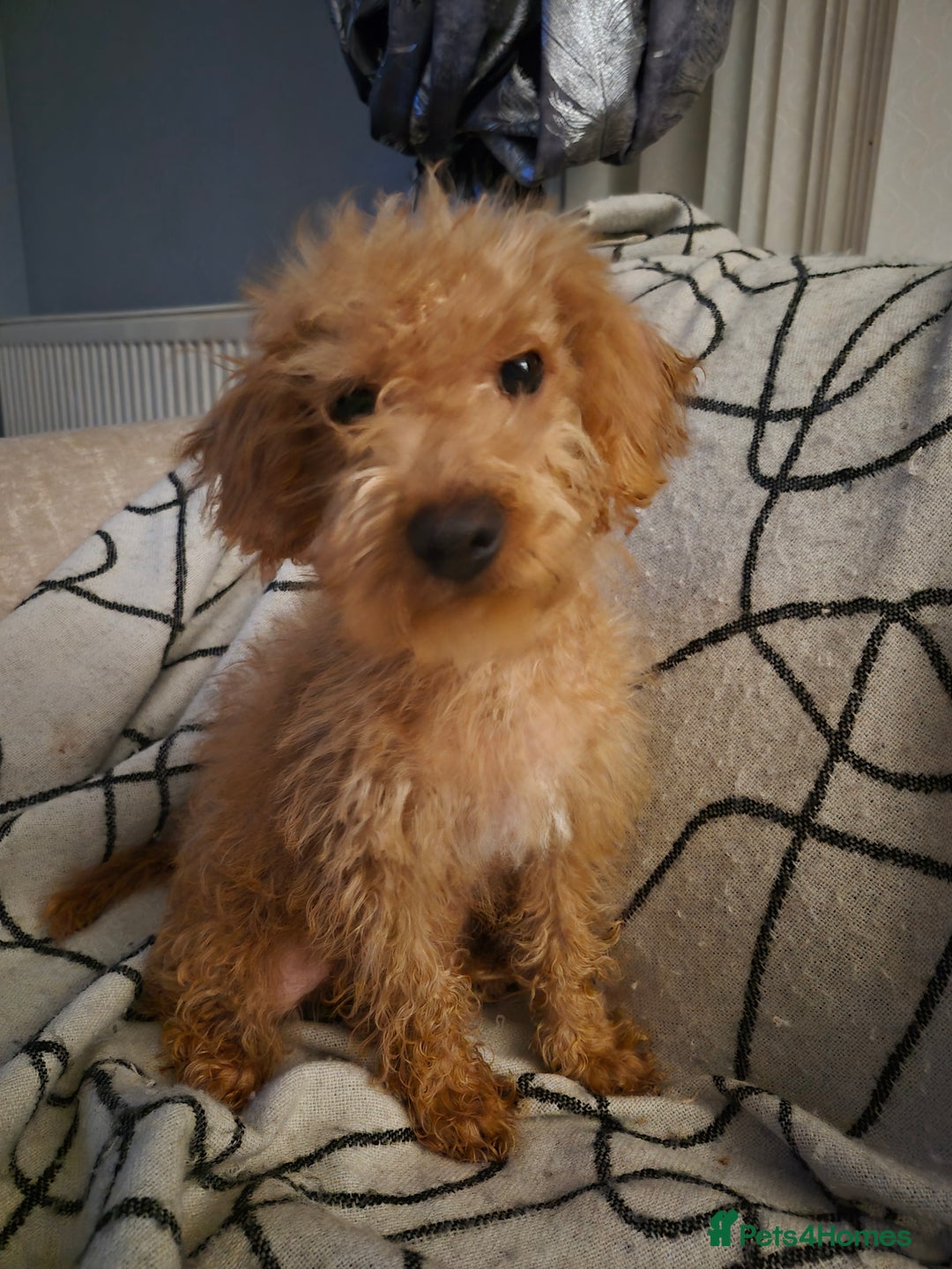 Mixed Breed dogs for sale: Westipoo  - Advert 1