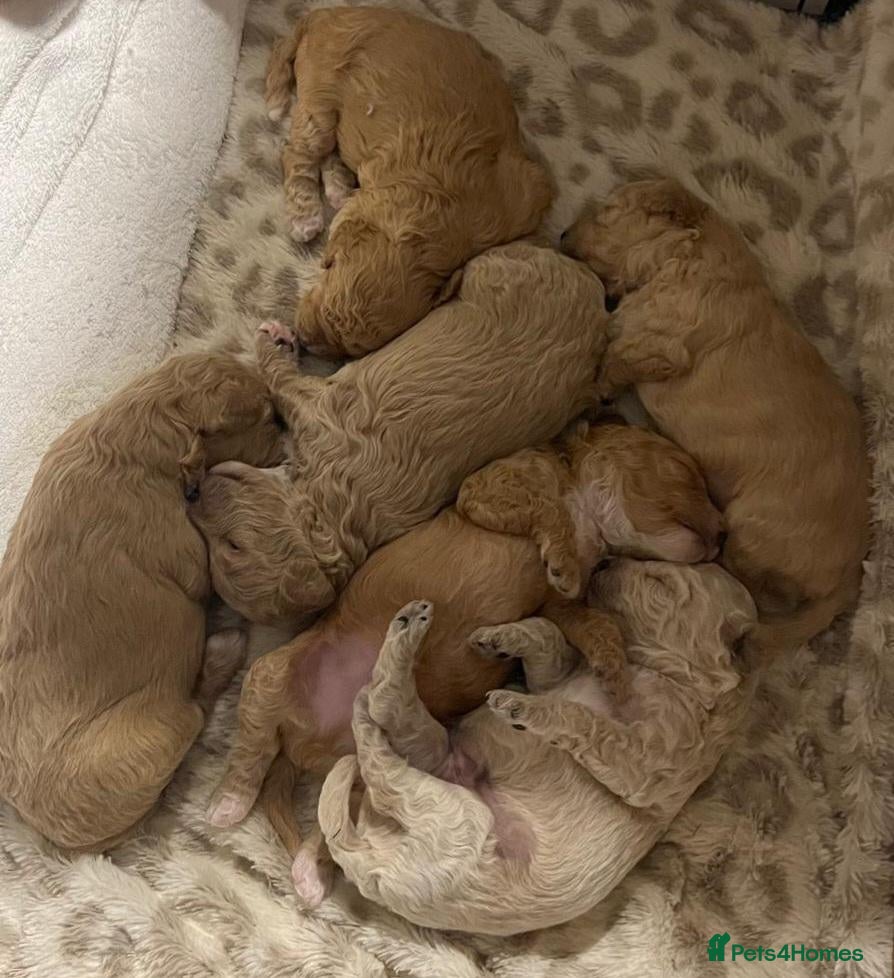 Cavapoochon dogs READY TO RESERVE - CAVAPOOCHON LITTER - Advert 4
