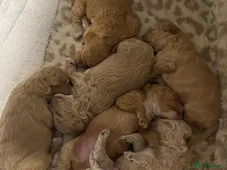Cavapoochon dogs READY TO RESERVE - CAVAPOOCHON LITTER - Advert 4