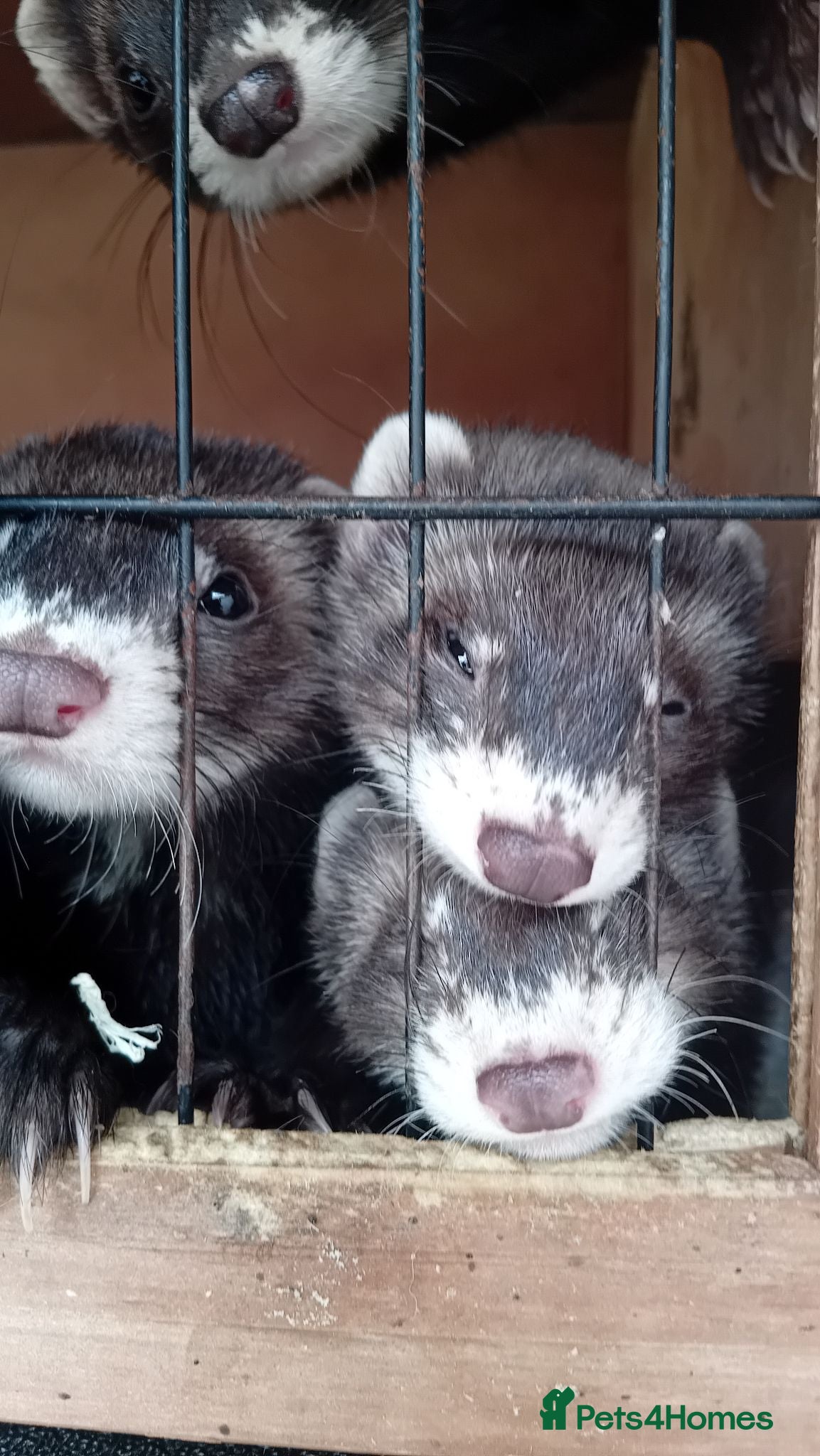 Ferret rodents Ferrets  for sale - Advert 2