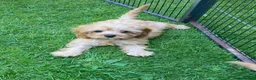 Cavapoo dogs for sale: F1 Cavapoo girl,Ready now. - Advert 4