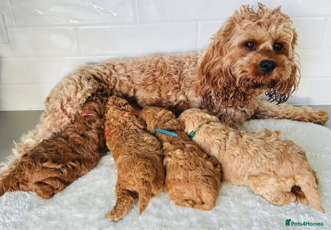 Maltipoo dogs for sale: Charming Maltipoo puppies for sale - Advert 2