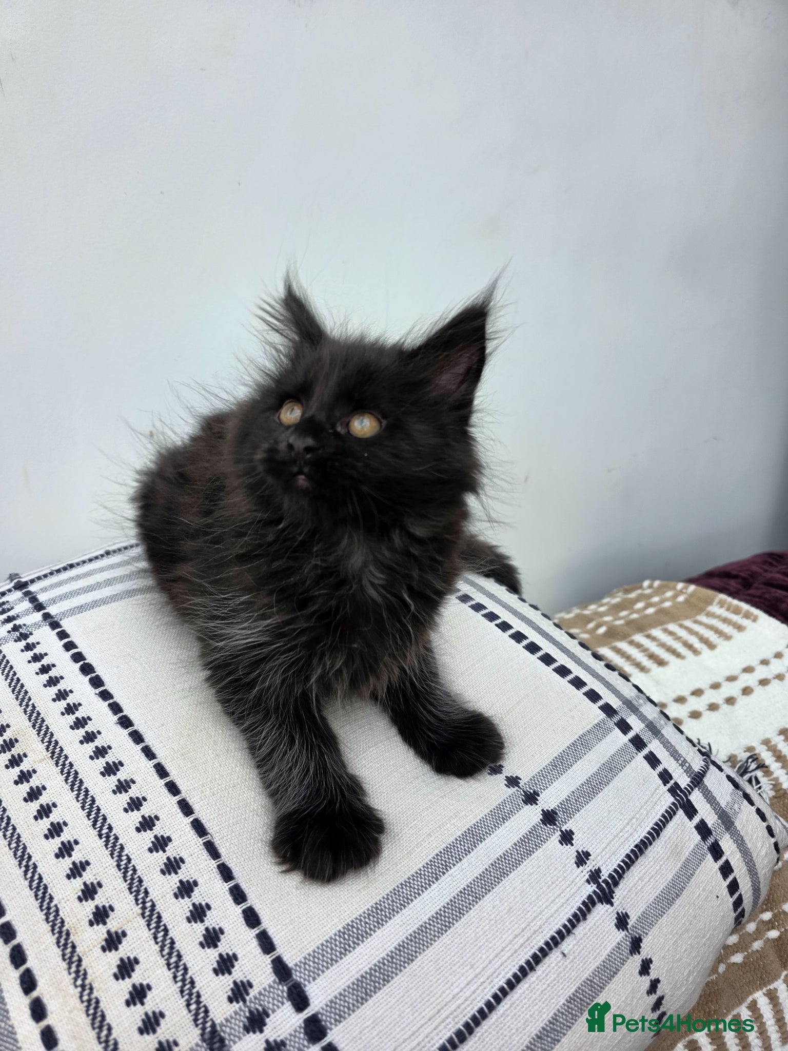 Maine Coon cats Sociable maine coon kittens - Advert 2