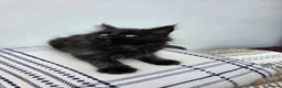 Maine Coon cats for sale: XL FULL Maine coon kitten price reduced - Advert 9