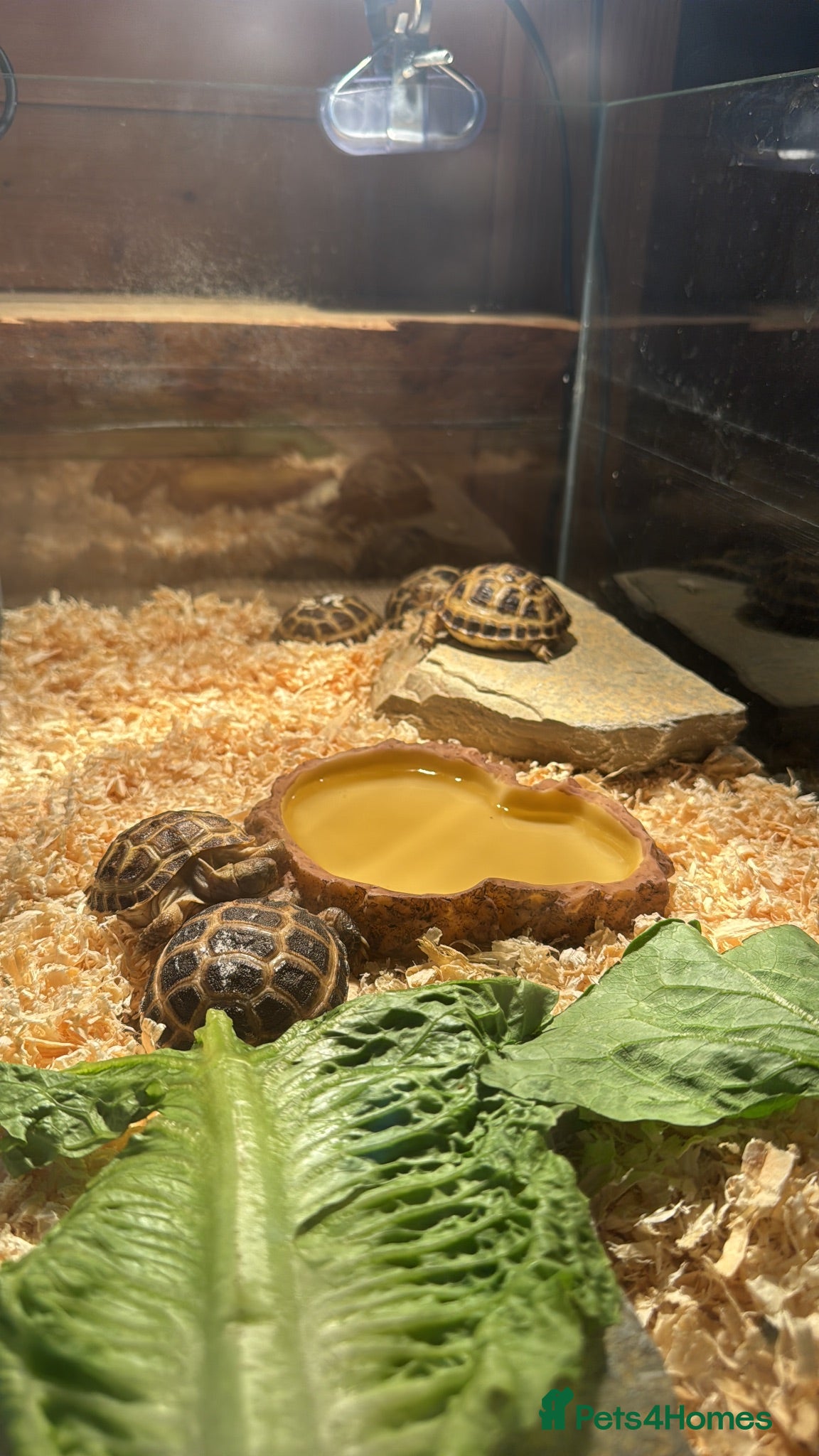 Tortoise reptiles Beautiful baby tortoises for Sale - Advert 1