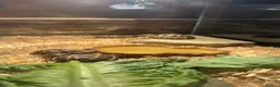 Tortoise reptiles for sale: Beautiful baby tortoises for Sale in Romford - Advert 1