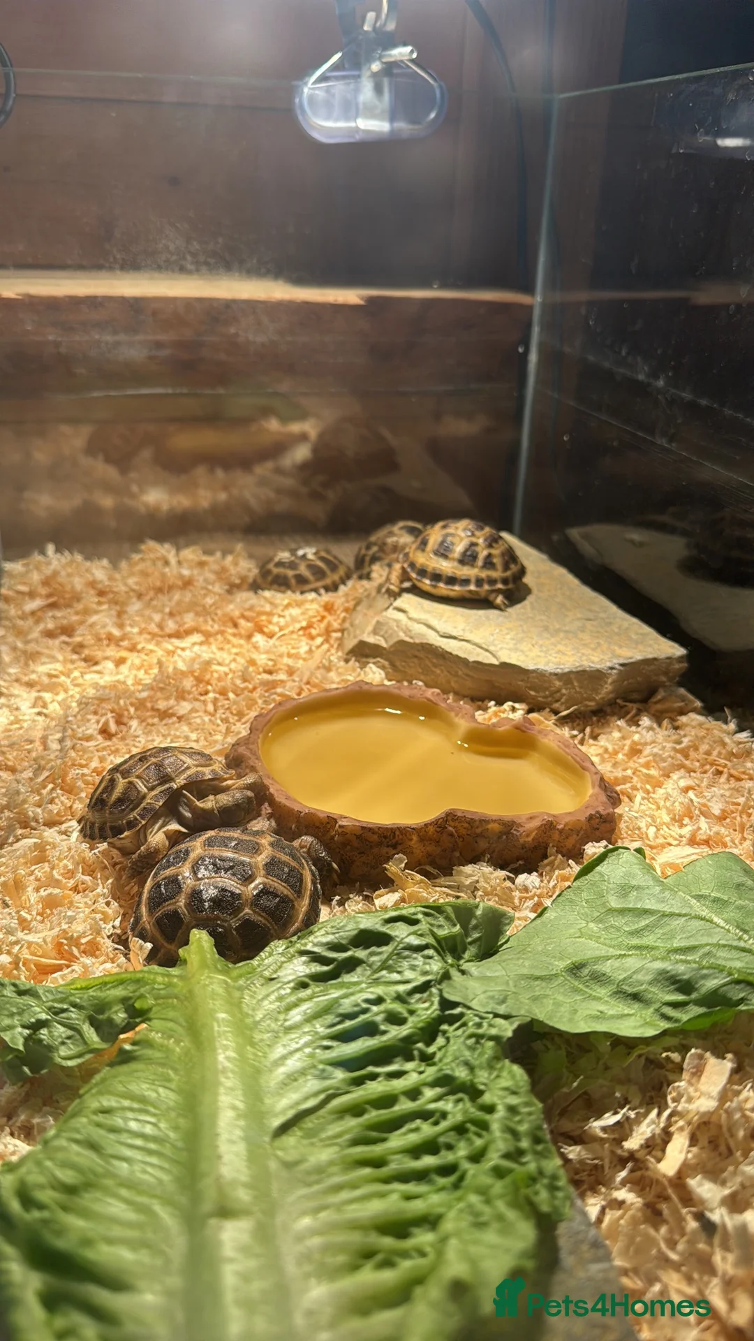 Tortoise reptiles for sale: Beautiful baby tortoises for Sale in Romford - Advert 1