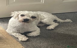 Mixed Breed dogs for sale: Bichon frise / Maltese Male - Image 1