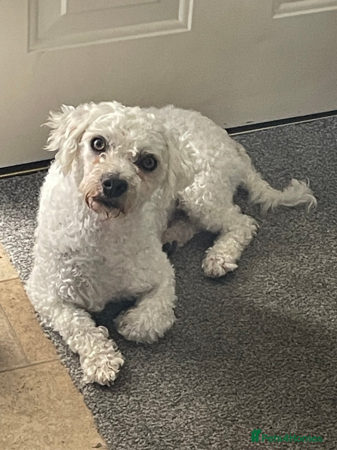 Mixed Breed dogs for sale: Bichon frise / Maltese Male - Image 1