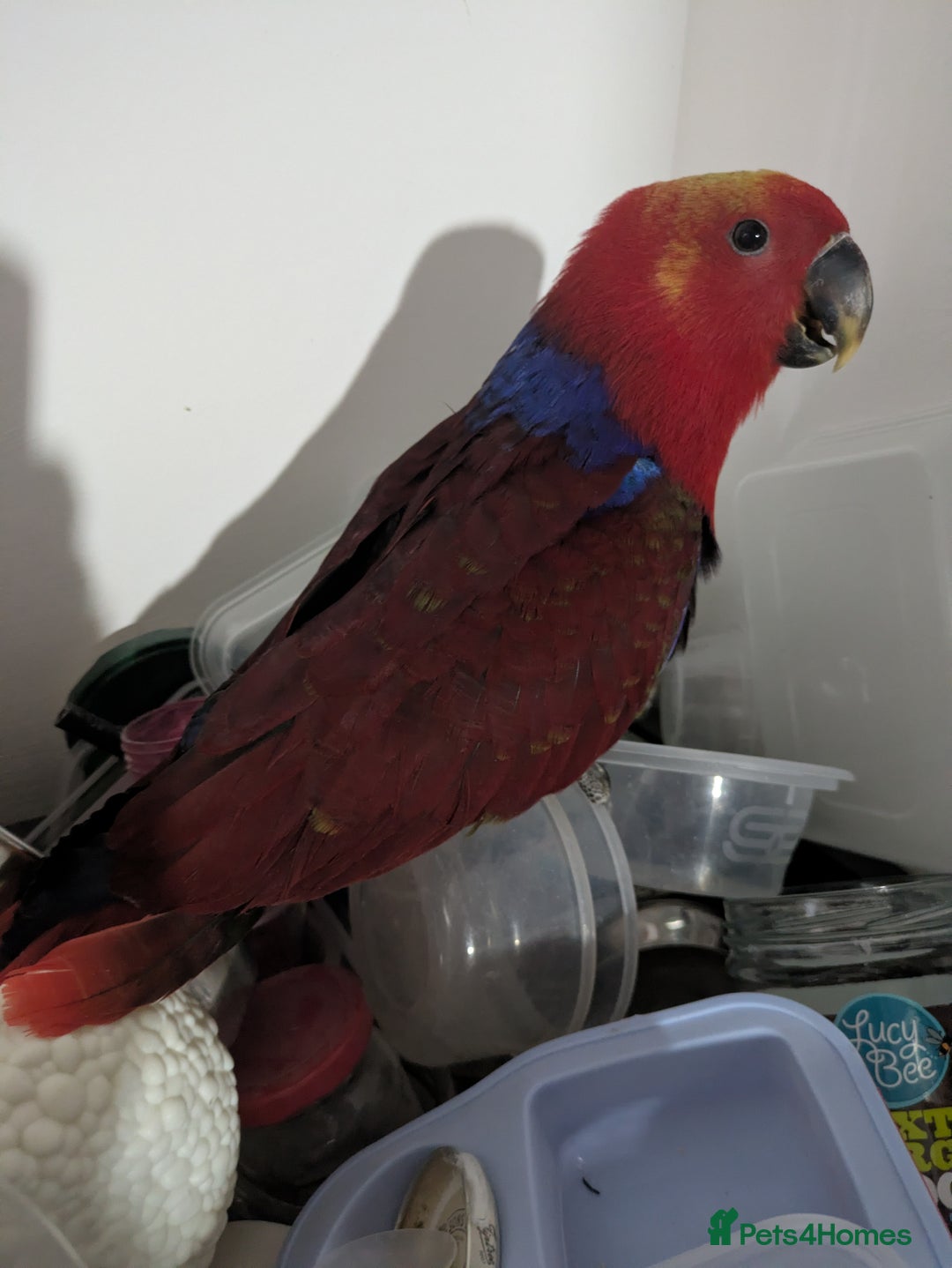 Lories birds for sale: Female eclectus 4 months old - Advert 6