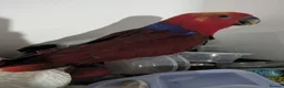 Lories birds for sale: Female and male eclectus 4 months old super tamed - Advert 7