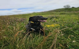 Mixed Breed dogs for adoption: 🐾Java sweet girl needs her forever home 🐾❤️ - Image 4