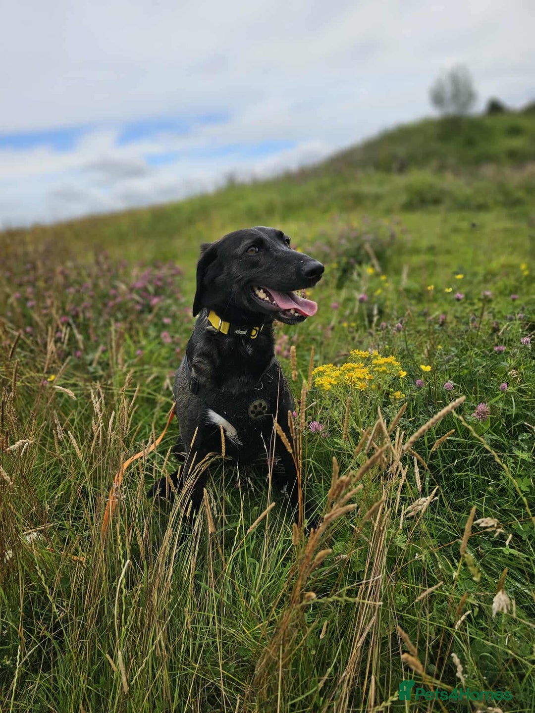 Mixed Breed dogs for adoption: 🐾Java sweet girl needs her forever home 🐾❤️ - Image 4