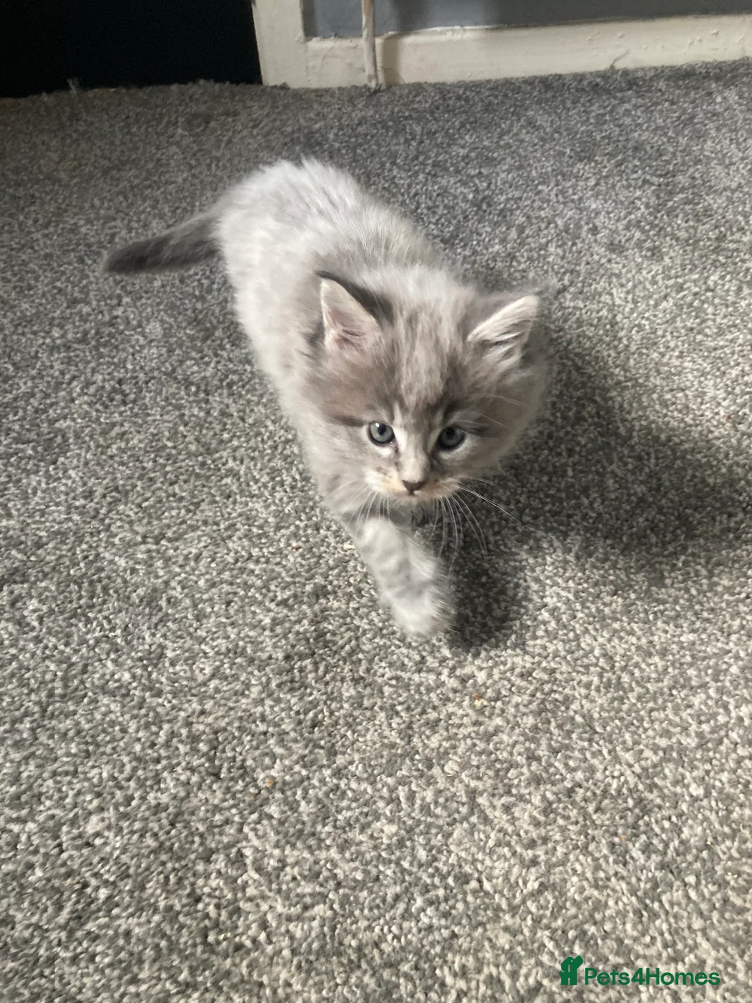 Maine Coon cats for sale: Maine Coon kittens - Advert 4