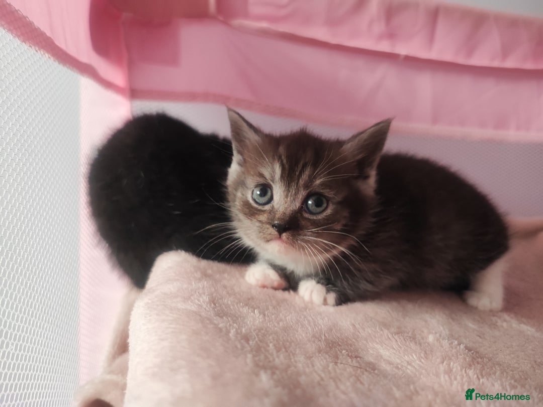 Devon Rex cats for sale: Munchkin x Devon rex  - Advert 14