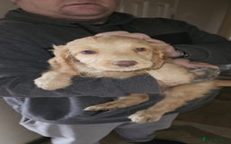 Cockapoo dogs for sale: 8 gorgeous cockapoo puppies - Advert 9