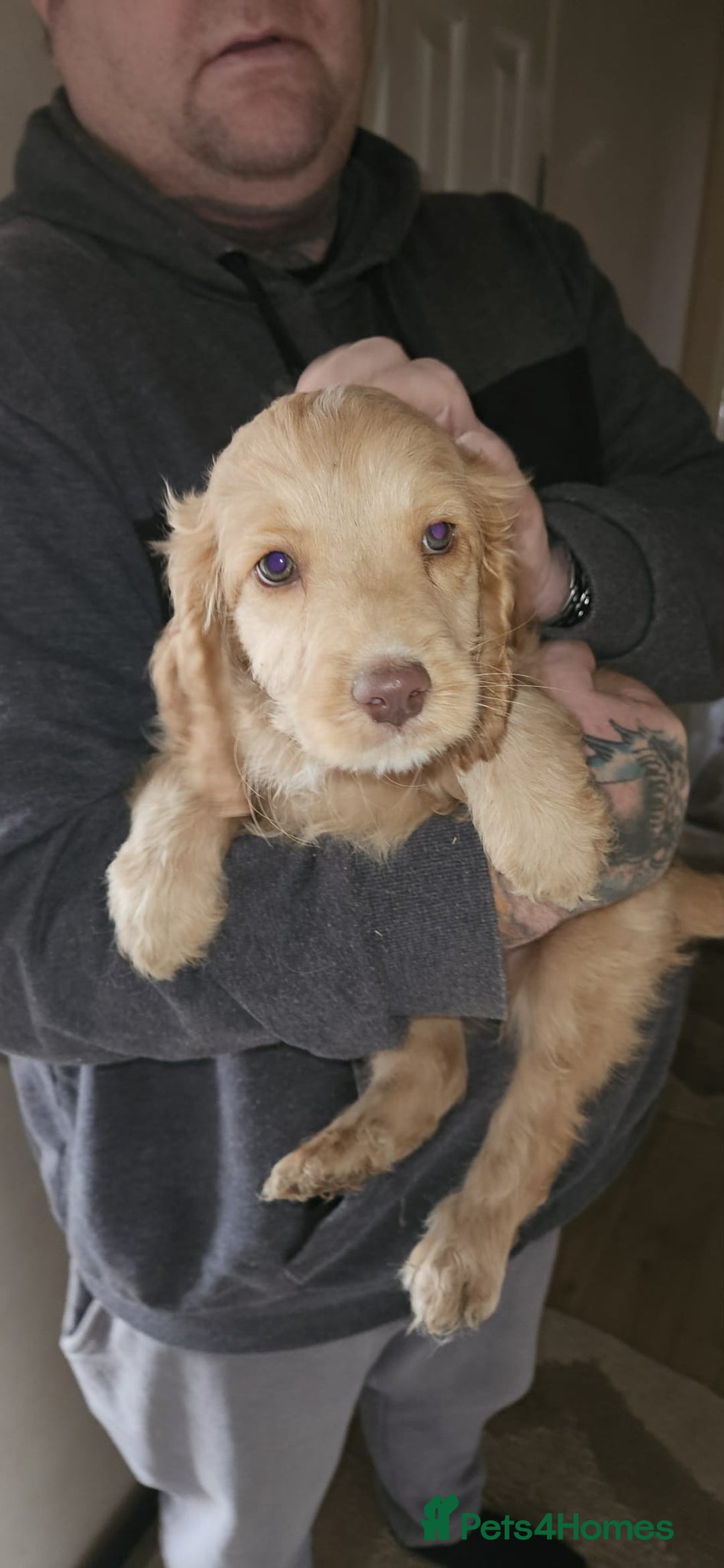 Cockapoo dogs for sale: 8 gorgeous cockapoo puppies - Advert 9