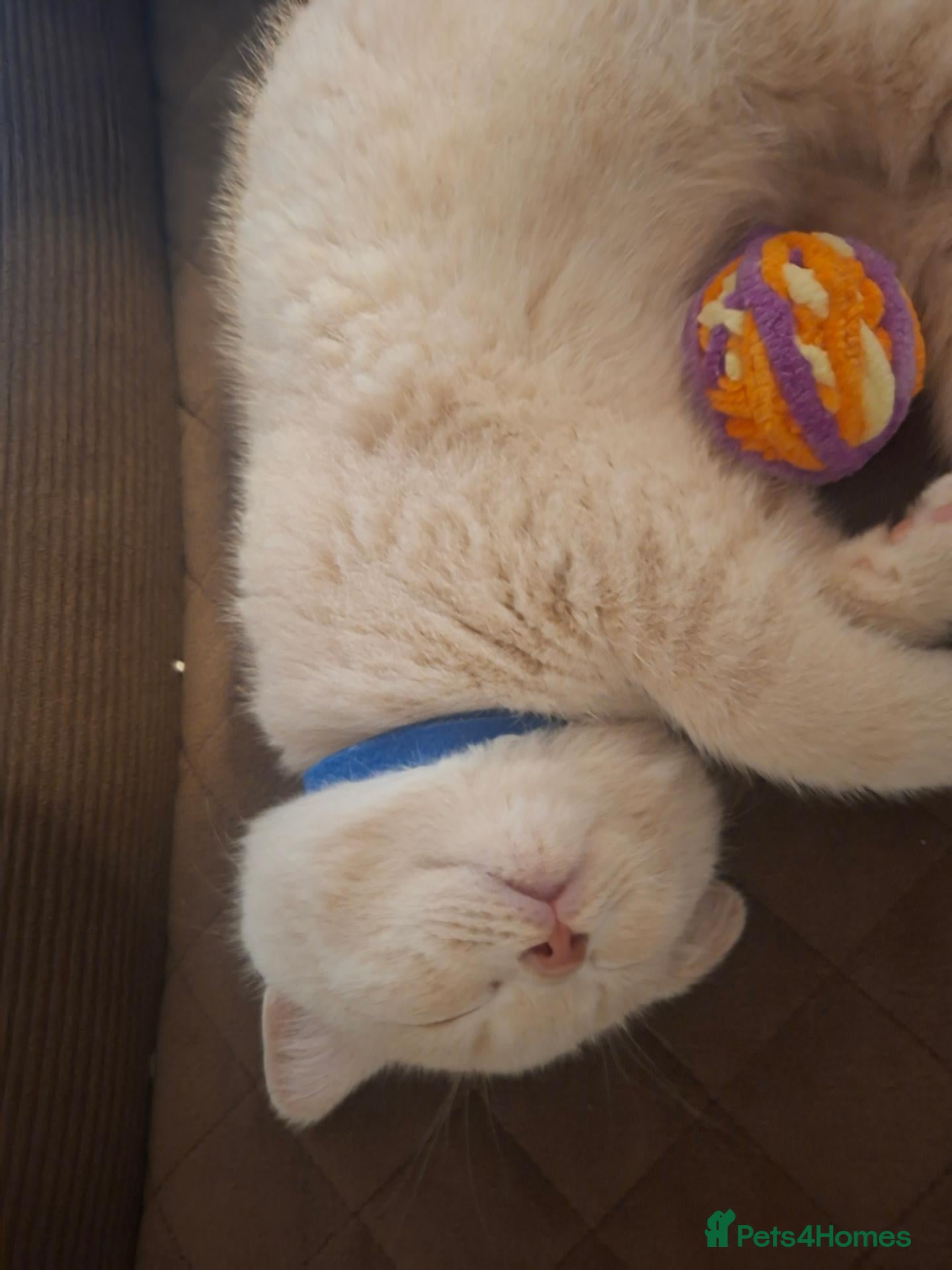 British Shorthair cats for sale: 🩷 ONLY 1 BOY GCCF REGISTERED AVAILABLE 💙 - Advert 1